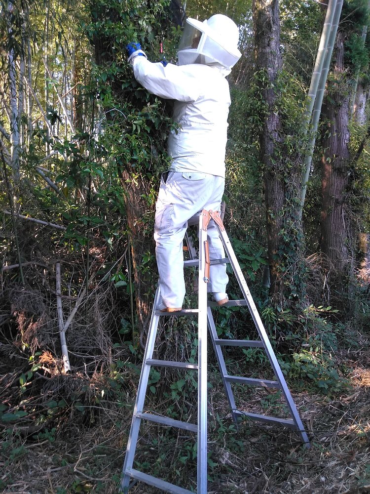 芝直学 しばなおたか