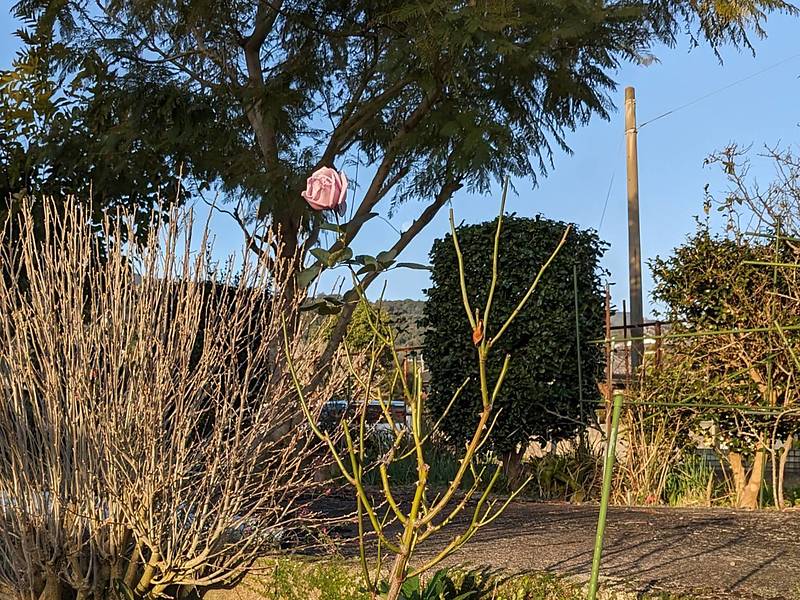 寒暖差が激しく人間も植物もバランスをとるのが難しい 寒暖差が激しく人間も植物もバランスをとるのが難しい