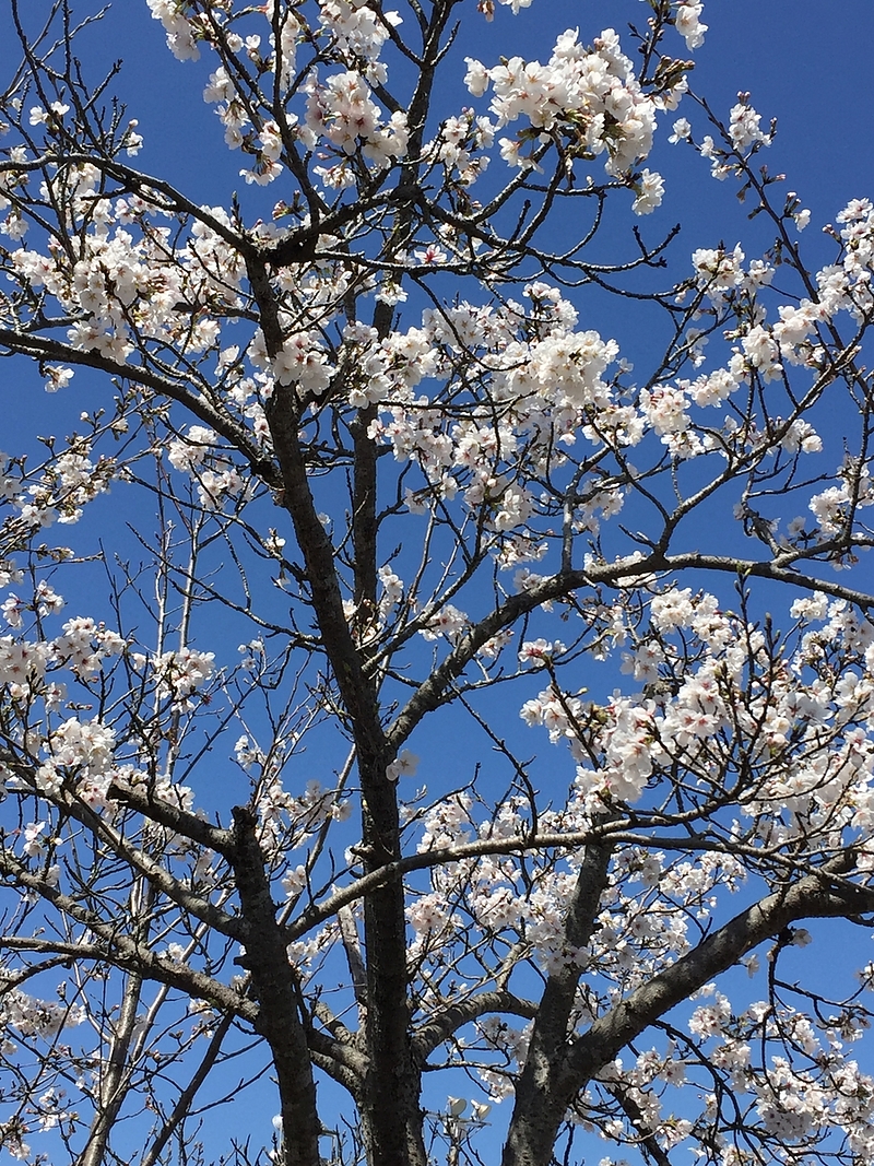 桜