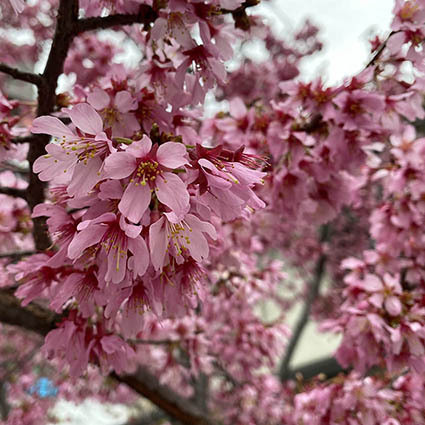 曇天の桜