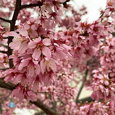 曇天の桜を晴天に近く色温度
