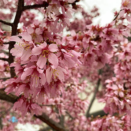 曇天の桜を晴天に近く色温度