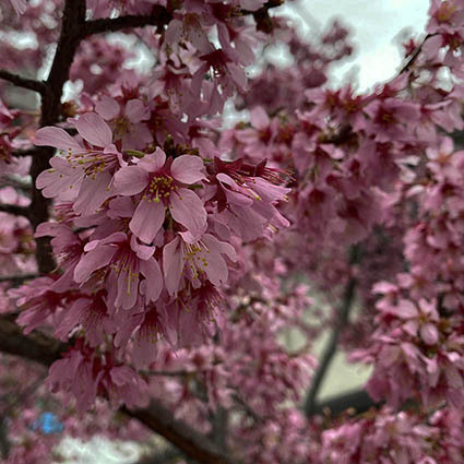 曇天桜低照度