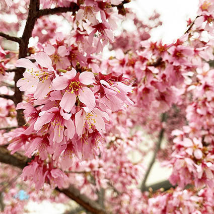 曇天桜高照度