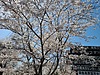 桜満開　追伸有り　2021-82