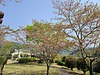山江サービスエリア葉桜でした。