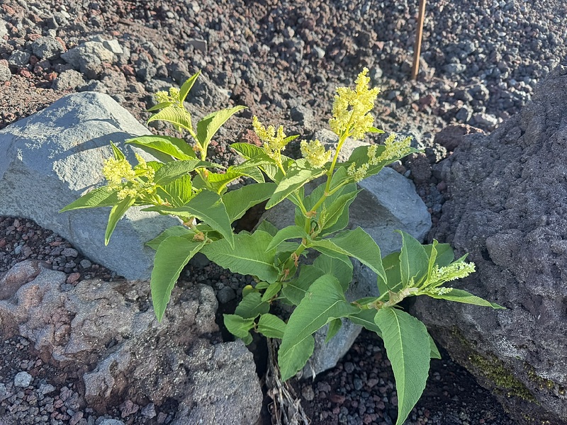 京王相模原線横浜線・相模線・リニア新幹線橋本駅徒歩圏相模原市緑区橋本不動産物件情報リビングホーム