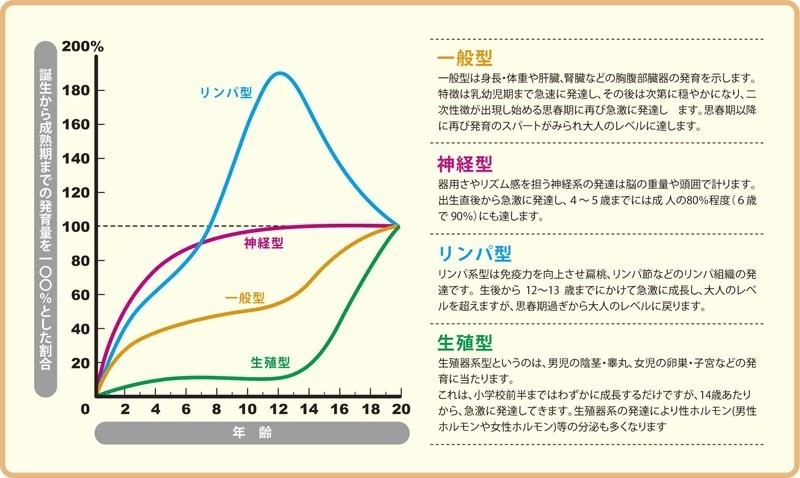 スキャモンの発達・発育曲線