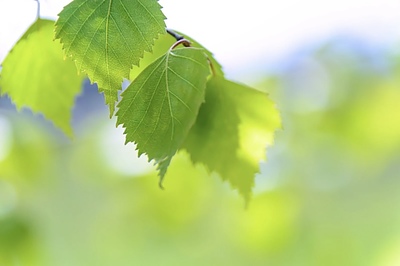 の不安は誰のもの？繊細な子（HSC）の自立を阻む「親子の境界線」と、お母様が楽になる「マインドハック」