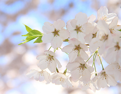 桜の花のイメージ