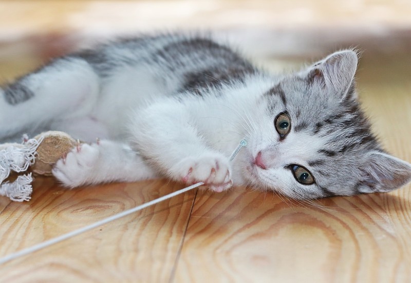 子猫のイメージ