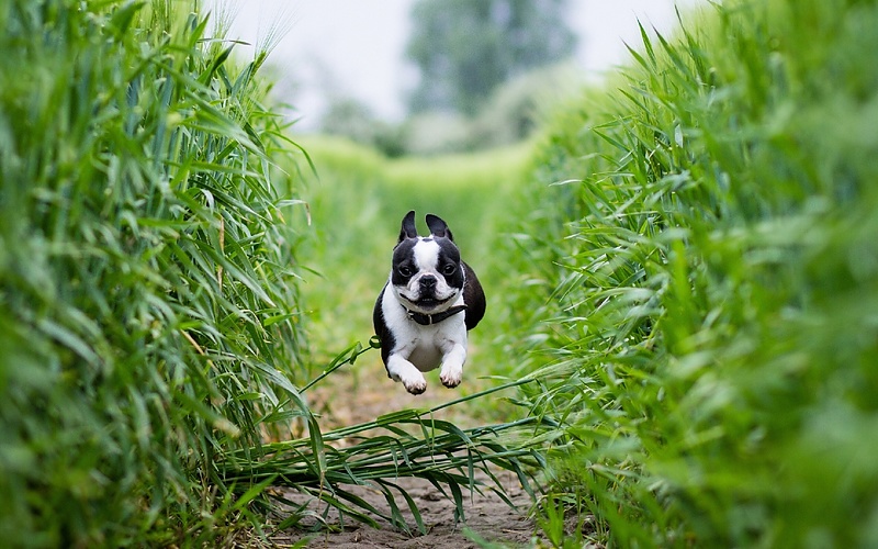 犬のイメージ