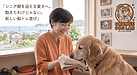 最近おもちゃで遊ばなくなった"シニア期を迎える"愛犬へ。飽きたわけじゃない「遊び方のサイン」と新しい脳トレ遊び