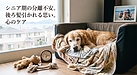 お留守番のときだけ粗相をしてしまう、激しく鳴く高齢犬へ。五感の衰えによる「分離不安」を和らげる安心の居場所づくり