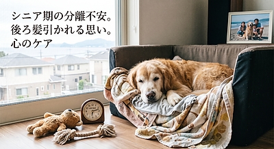 お留守番のときだけ粗相をしてしまう、激しく鳴く高齢犬へ。五感の衰えによる「分離不安」を和らげる安心の居場所づくり