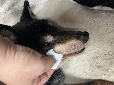 朝起きると目やにで目が開かない…老犬のデリケートな目元を守る「ぬるま湯ふきとり」とお手入れのコツ