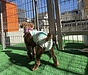 「お外でしかトイレができない」老犬へ。足腰が弱っても安心な室内トイレへの優しい移行ステップ