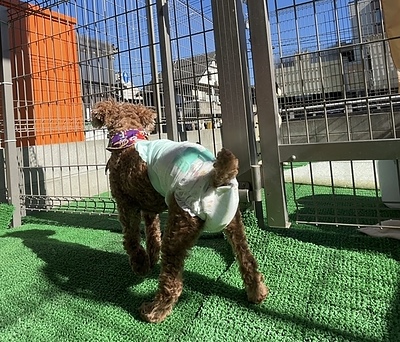 「お外でしかトイレができない」老犬へ。足腰が弱っても安心な室内トイレへの優しい移行ステップ