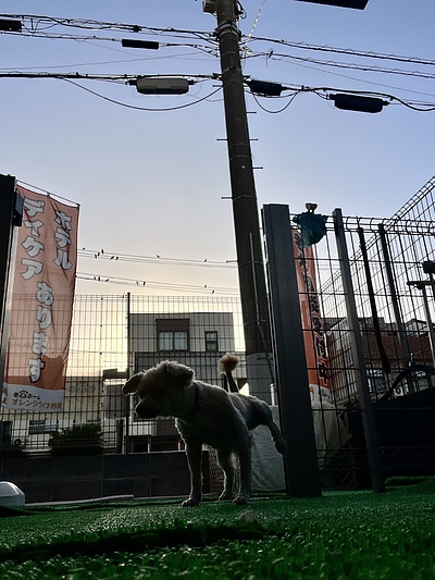 昔は穏やかだった愛犬が急に怒りっぽくなった……老犬の「性格の変化」に隠された痛みと不安への　向き合い方