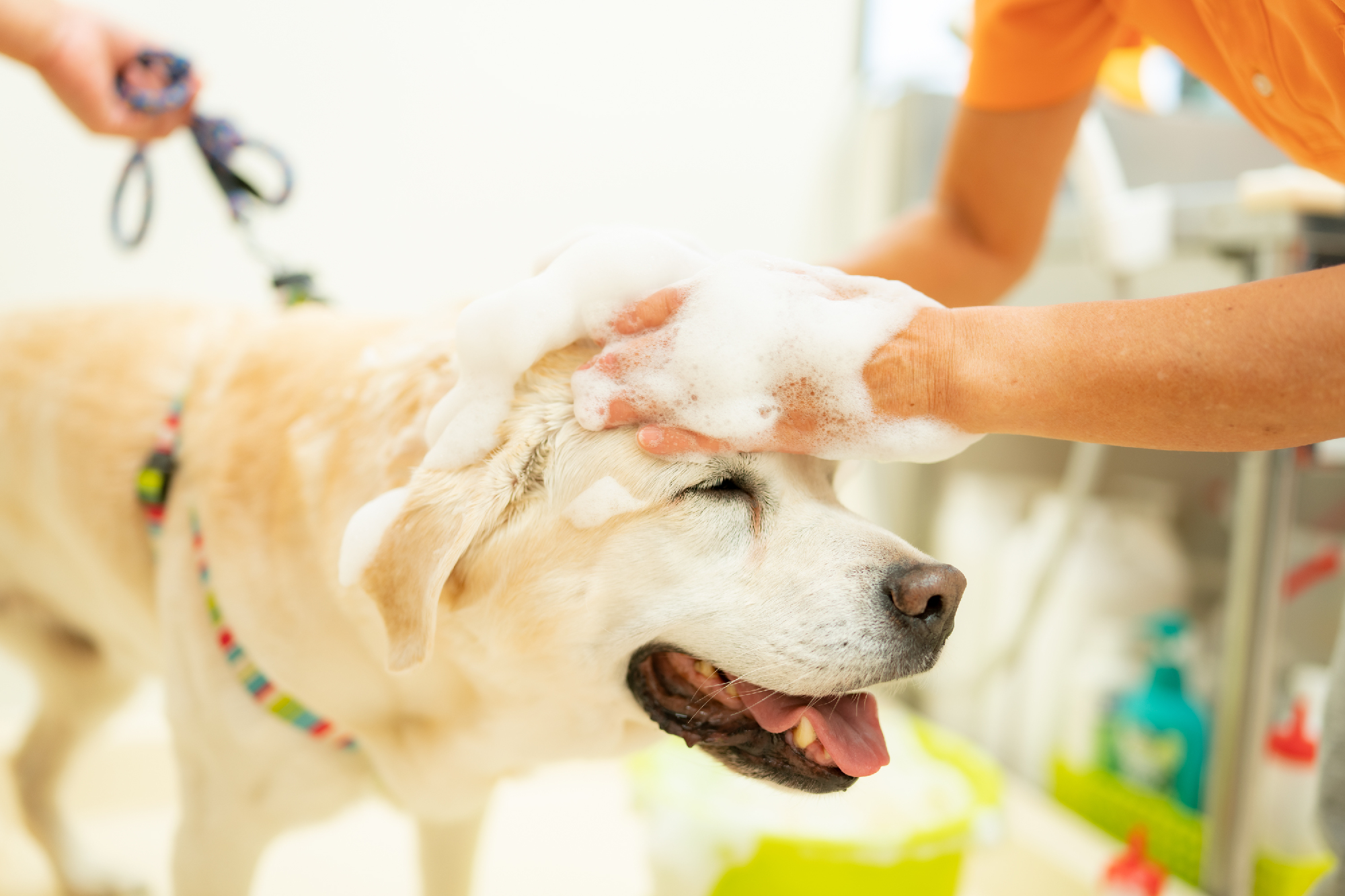 老犬にやさしいグルーミング