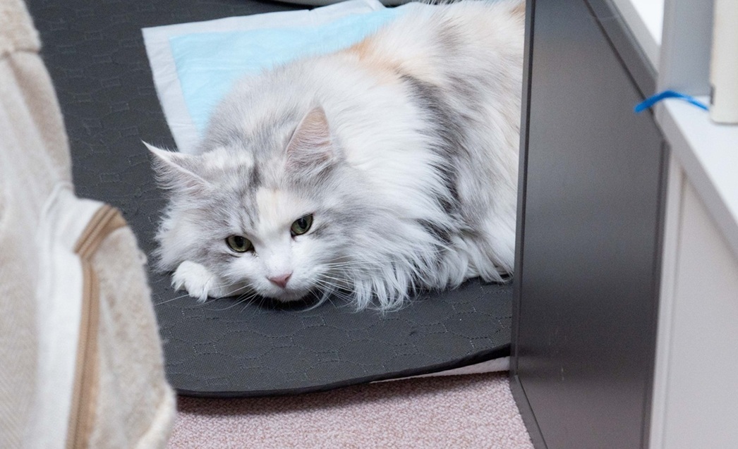 営業部長のリバティ様