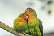 ご近所への鳴き声対策に！インコ・オウムと幸せに暮らす『内窓リフォーム』のすすめ