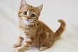 【8月8日は世界猫の日】愛猫も人も快適！猫と暮らすおすすめペットリフォーム