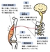 体に運動（動作）を覚えさせる