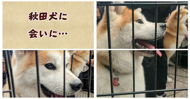 秋田犬に会いに…