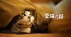 愛猫の話（精神保健福祉士：畠山）