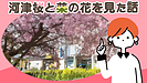 河津桜と菜の花を見た話