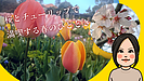 桜とチューリップで満喫する春のひととき