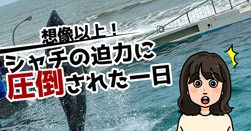 想像以上!シャチの迫力に圧倒された一日 想像以上!シャチの迫力に圧倒された一日