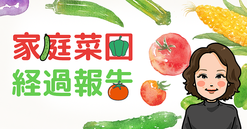 家庭菜園経過報告 家庭菜園経過報告