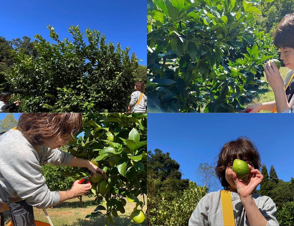 レモン農家を訪ねて