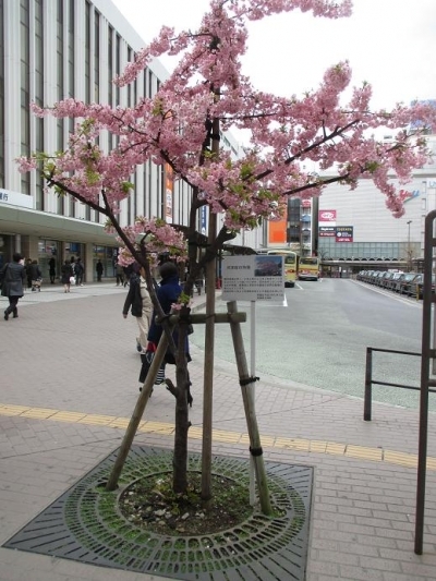 神奈川 相続 平塚｜相続まちなかステーション　相続手続　遺産分割　相続登記　相続税　円満解決の相談窓口