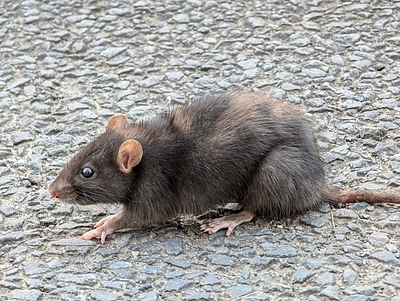 熊本で冬場に急増するネズミ被害と対策をご紹介！