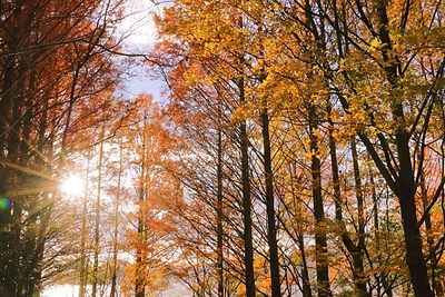 熊本で多発するオオクロバエのシーズン到来！？危険性や対策方法について解説！