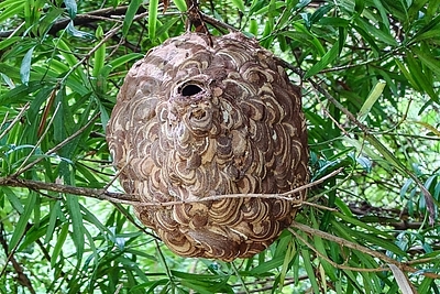 4月から始める保育園や学校で効果的なスズメバチ予防のおすすめ方法と施工事例を解説！