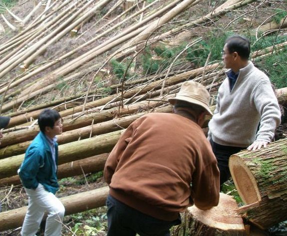 伐採した木を枝葉をつけたまま山の中で自然乾燥させた葉枯らし材