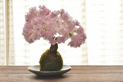 おうち花見を楽しもう！