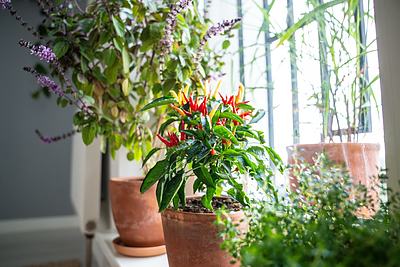 「収穫を楽しむ『インテリア・ベジタブル』がトレンド！」