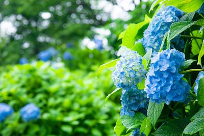 今年の梅雨予想