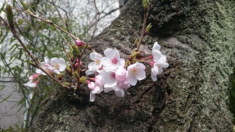 桜