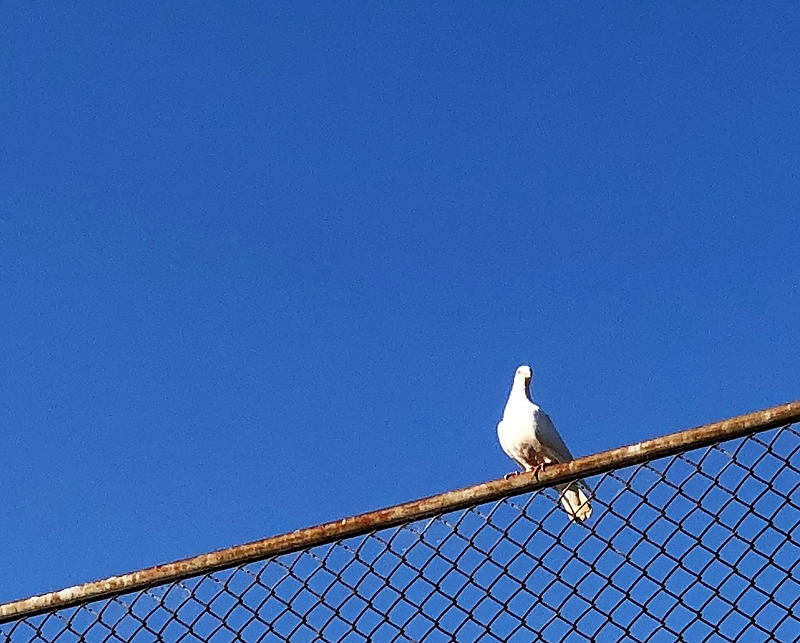 白い鳩