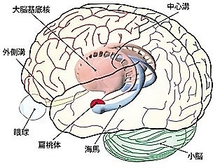 脳のしくみ