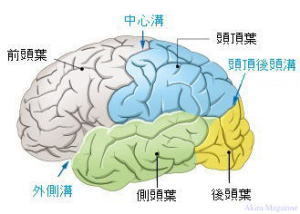 脳科学