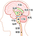 【爬虫類脳】脳の三層構造 1