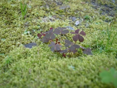 京都カウンセリングラウンジ