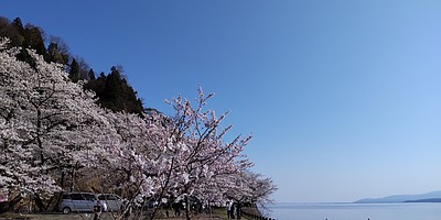 海津大崎の桜②